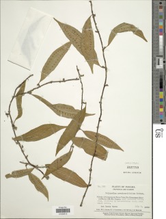 Image of Microgramma persicariifolia