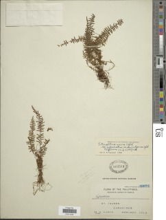 Tomophyllum macrum image
