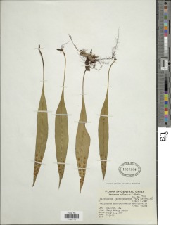 Lepisorus macrosphaerus image
