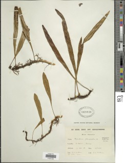 Selliguea stenophylla image