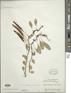 Pyrrosia elaeagnifolia image