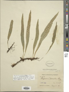 Lepisorus suboligolepidus image