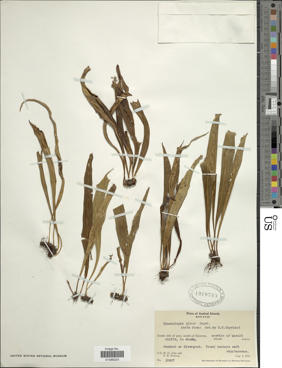 Lepisorus minor image