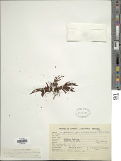 Cochlidium punctatum image