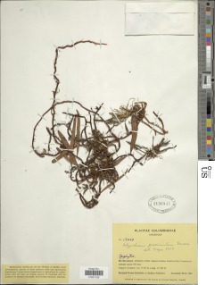 Microgramma baldwinii image