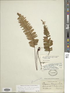 Ceradenia meridensis image