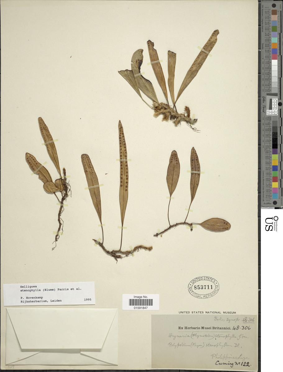 Selliguea stenophylla image
