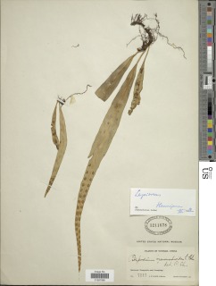 Image of Lepisorus sordidus