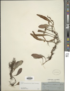 Pyrrosia elaeagnifolia image