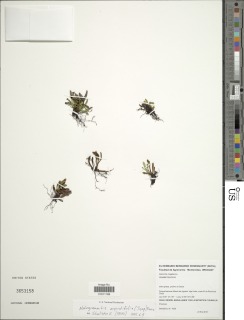 Notogrammitis angustifolia image