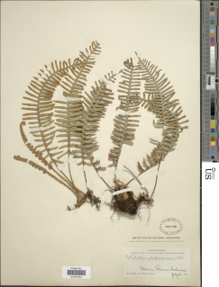 Pleopeltis furfuracea image