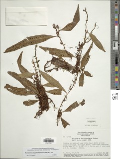 Microgramma dictyophylla image