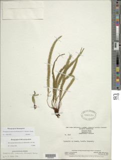Moranopteris truncicola image