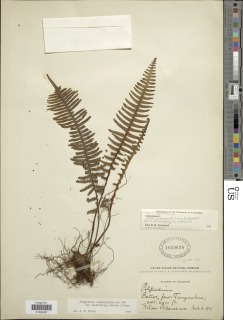 Pecluma camptophyllaria var. lachnifera image