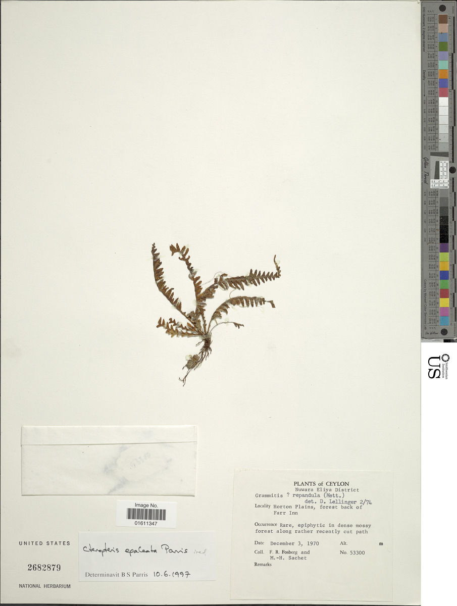 Tomophyllum epaleatum image