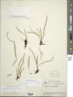 Moranopteris caucana image