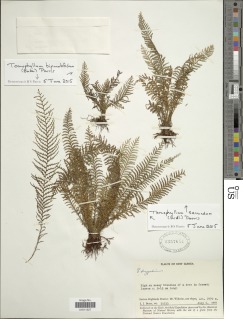 Tomophyllum secundum image