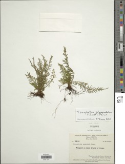 Tomophyllum subrepandulum image