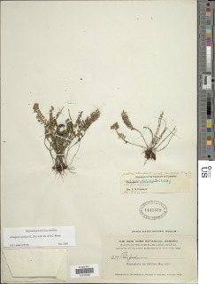 Lellingeria ciliolepis image