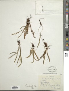 Moranopteris serricula image