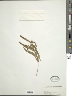 Image of Pleopeltis angusta