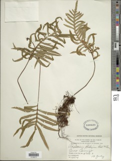 Pleopeltis plebeia image