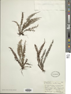 Ctenopterella blechnoides image