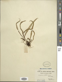 Lepisorus thunbergianus image