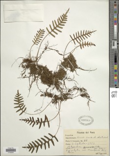 Pleopeltis masafuerae image