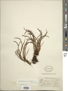 Cochlidium rostratum image