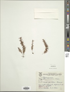 Pecluma truncorum image