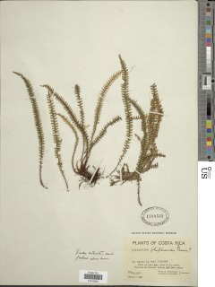 Moranopteris taenifolia image
