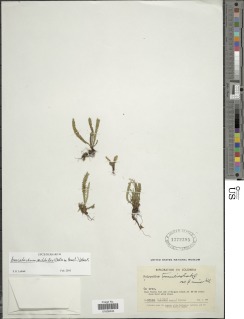 Leucotrichum mitchelliae image