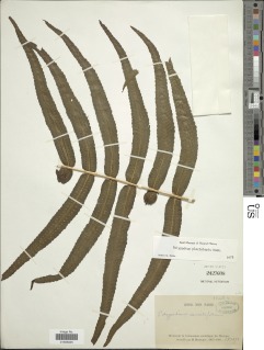 Polypodium echinolepis image