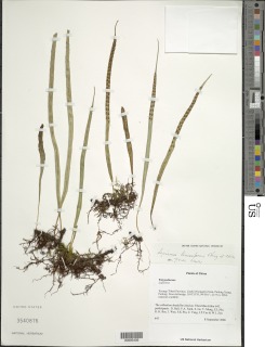 Lepisorus lineariformis image