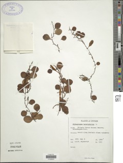 Pyrrosia heterophylla image