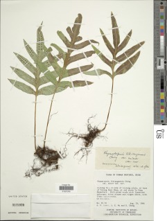 Image of Selliguea likiangensis