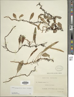 Image of Pyrrosia elaeagnifolia