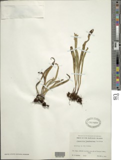 Lepisorus thunbergianus image