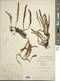 Pleopeltis complanata image