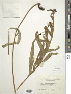 Phymatosorus scolopendria image