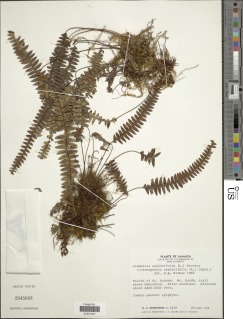 Terpsichore asplenifolia image