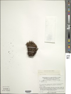 Cochlidium connellii image