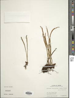 Pyrrosia stenophylla image