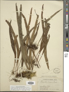 Lepisorus pseudonudus image