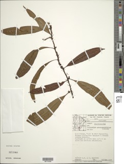 Microgramma persicariifolia image