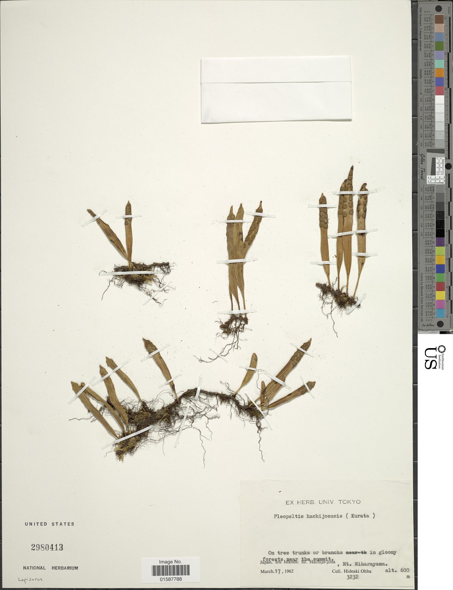 Lepisorus hachijoensis image