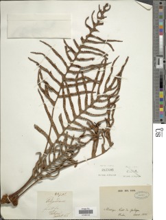 Pleopeltis plebeia image