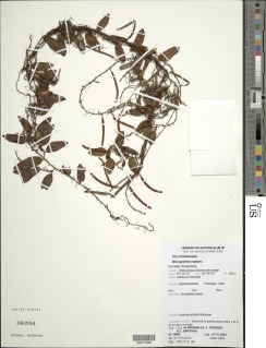 Microgramma reptans image