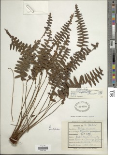 Terpsichore asplenifolia image